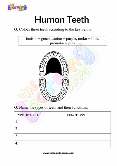 Human Teeth Worksheets for Grade 3 – Activity 7