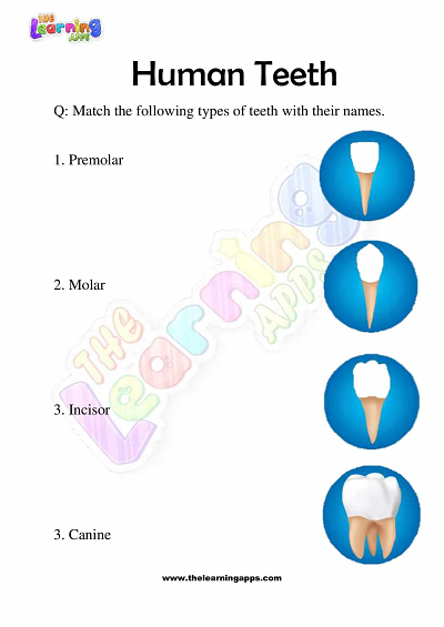 Human Teeth Worksheets for Grade 3 – Activity 8