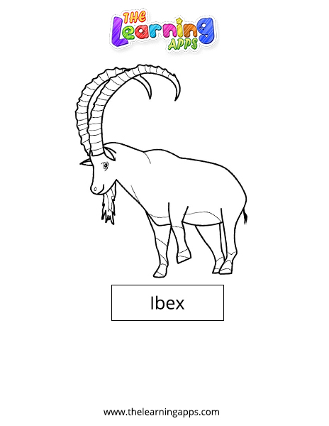 Ibex