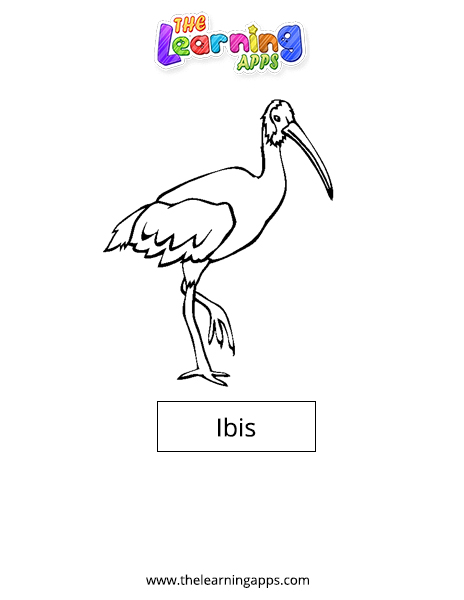 Ibis