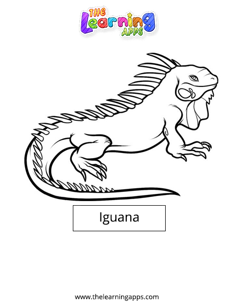 Iguana