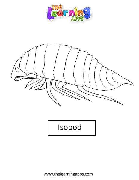 Isopod