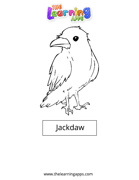 Jackdaw