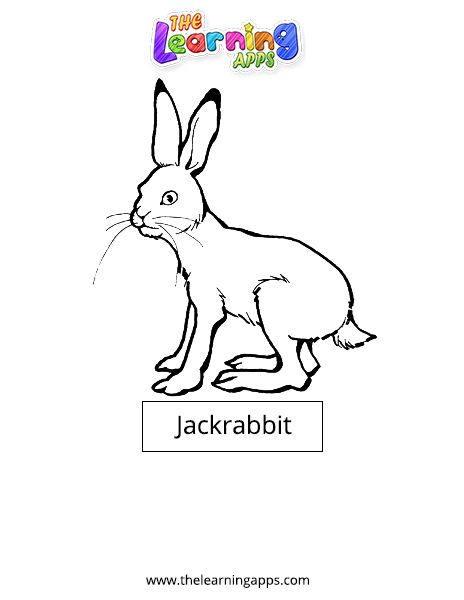 Jackrabbit