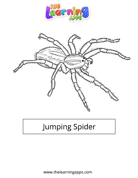 Jumping Spider