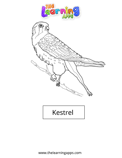 Kestrel