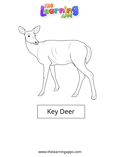 Key Deer