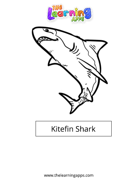 Kitefin shark