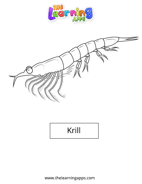 Krill