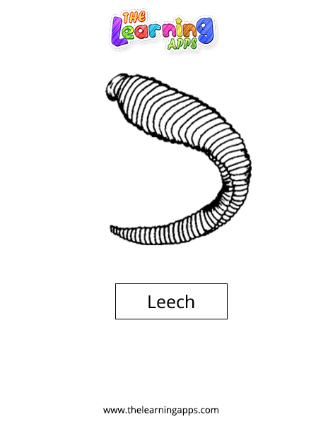 Leech