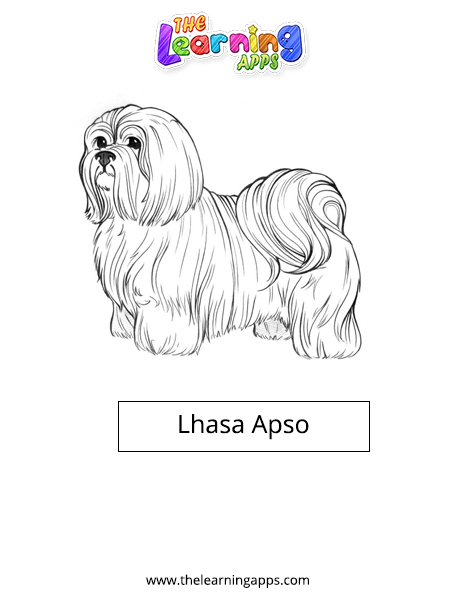 Lhasa Apso