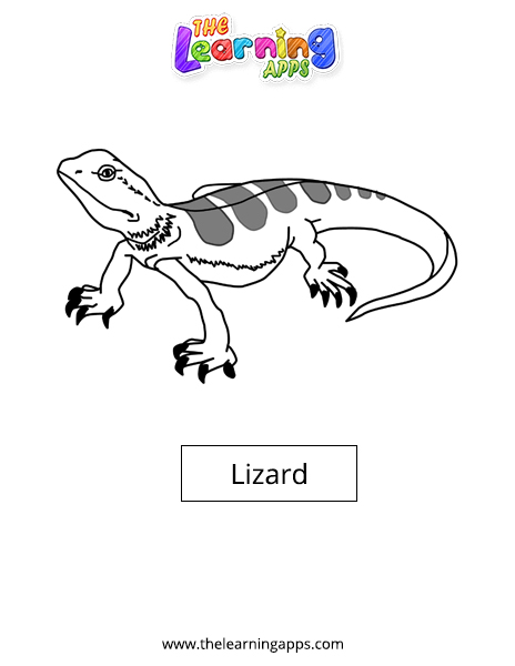 Lizard