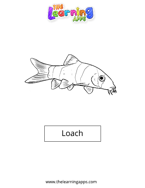 Loach