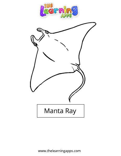 Manta Ray