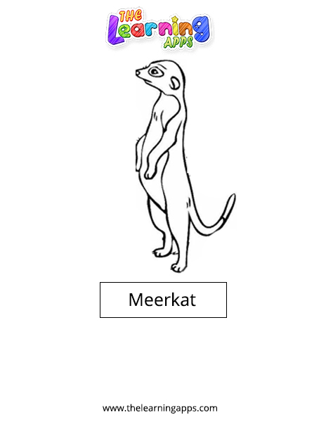 Meerkat