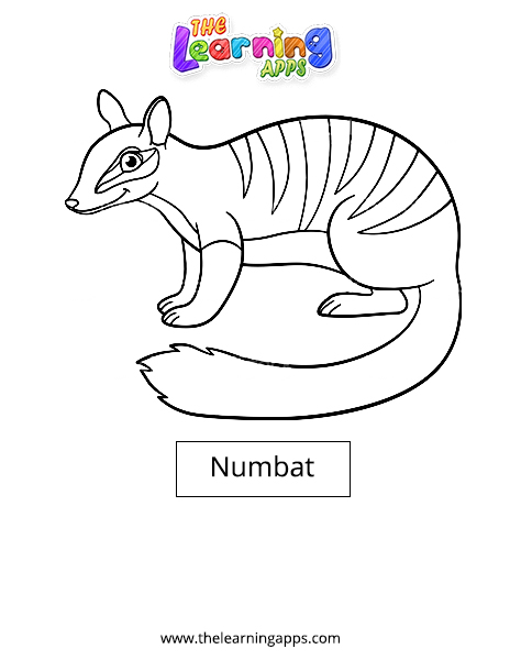 Numbat