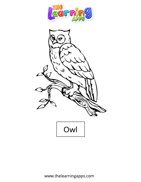 Owl