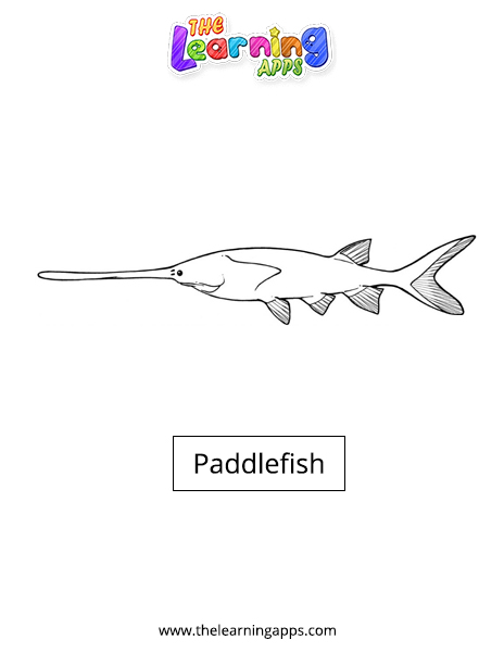 Paddlefish