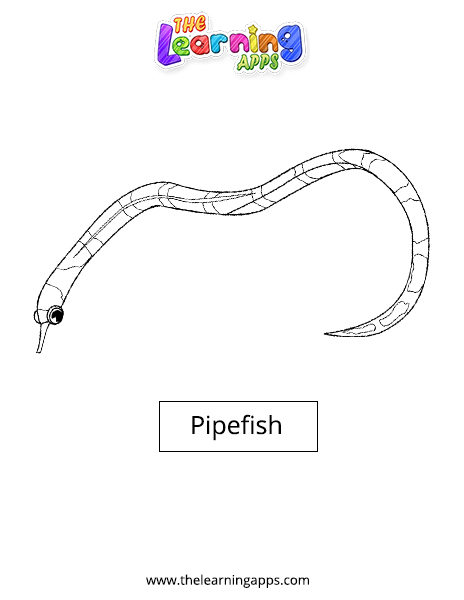 Pipefish