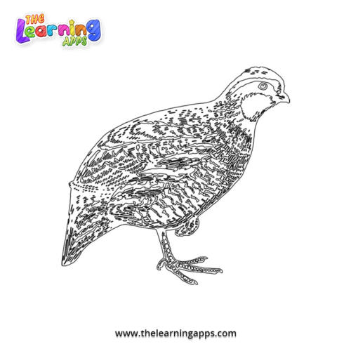 Quail Coloring Worksheet