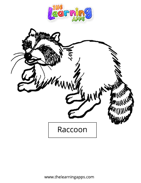 Raccoon