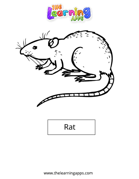 Rat