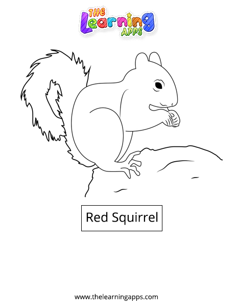 Red Squirrel