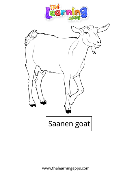 Saanen goat