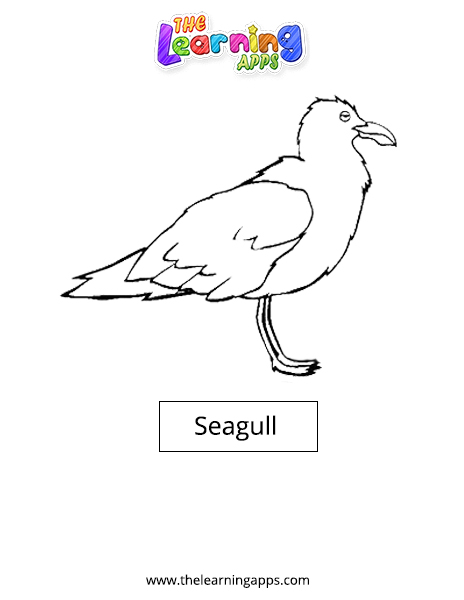 Seagull