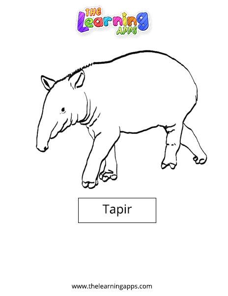 Tapir