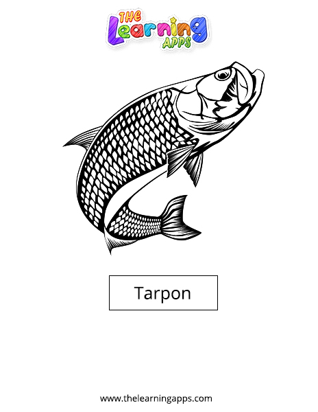 Tarpon