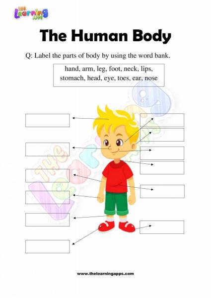 The Human Body - Grade 2 - Activity 1