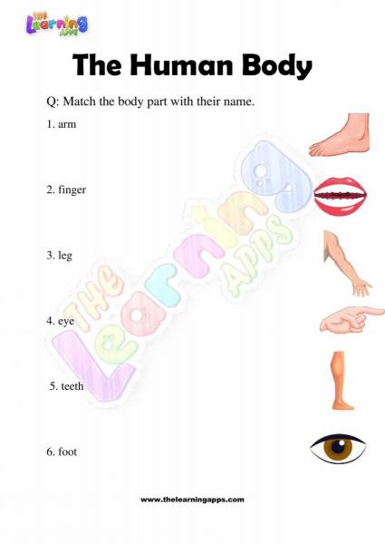 The Human Body - Grade 2 - Activity 2