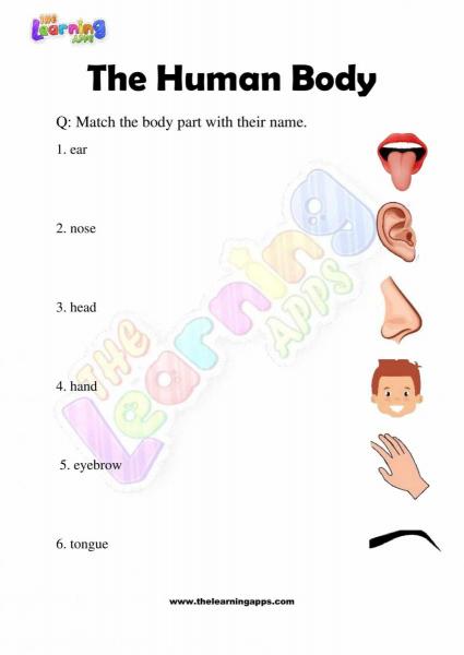 The Human Body - Grade 2 - Activity 3