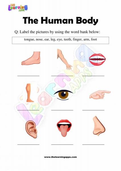 The Human Body - Grade 2 - Activity 4