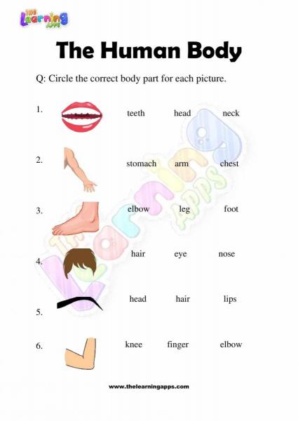 The Human Body - Grade 2 - Activity 7