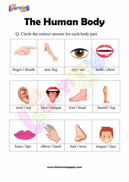 The Human Body - Grade 2 - Activity 8