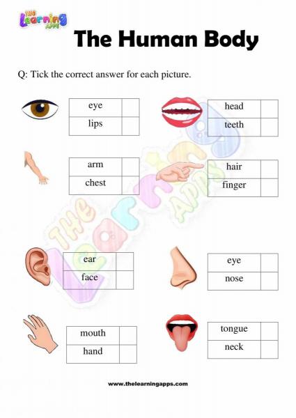 The Human Body - Grade 2 - Activity 9