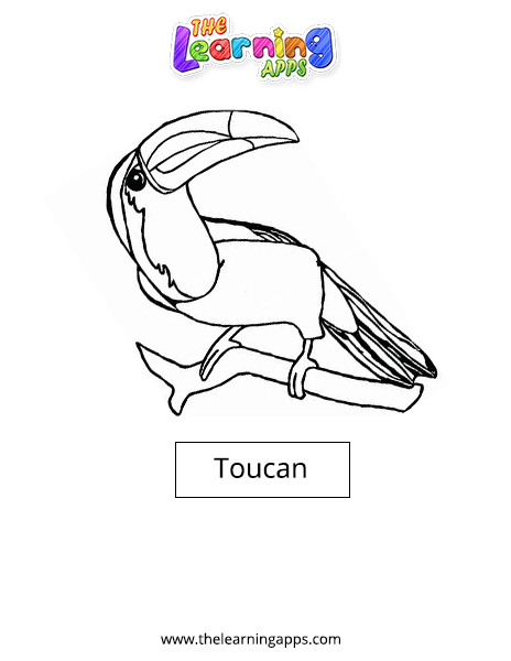 Toucan