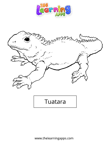 Tuatara