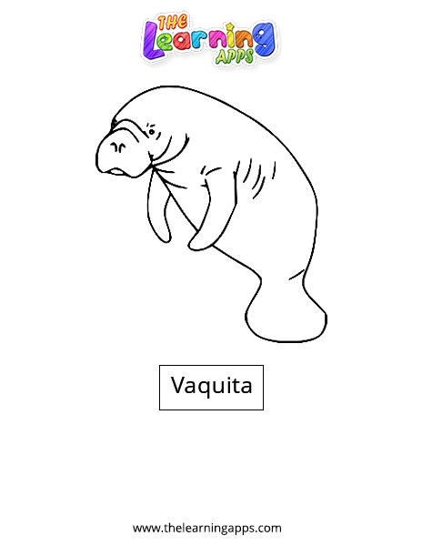 Vaquita