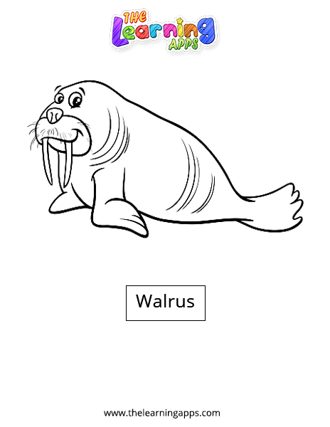 Walrus