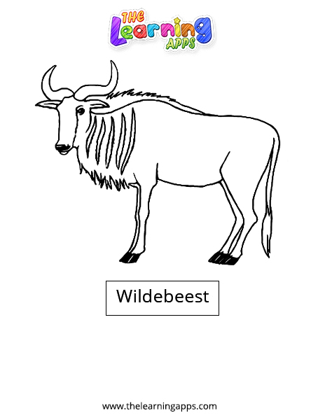 Wildebeest