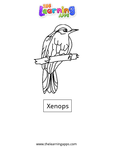 Xenops