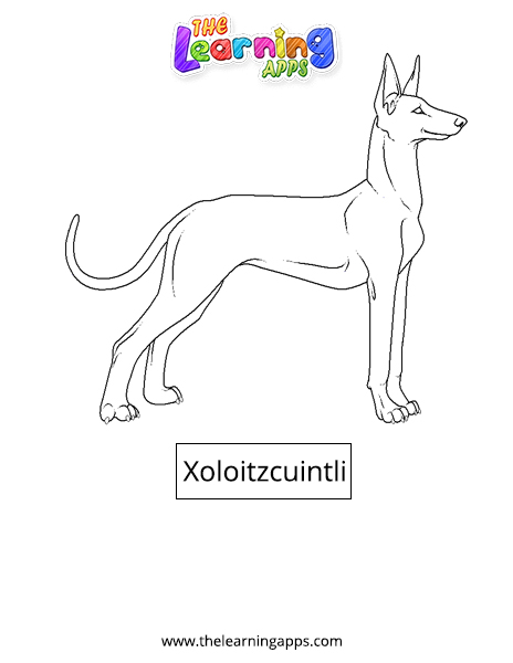 Xoloitzcuintli