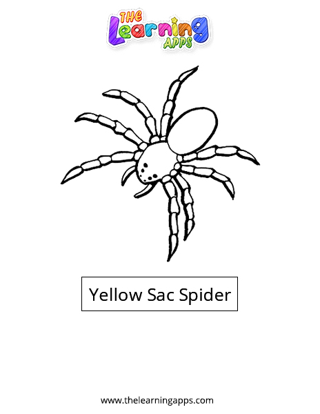 Yellow Sac Spider