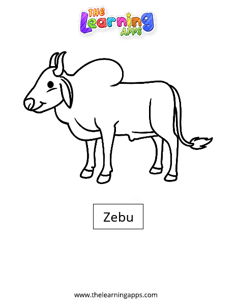 Zebu