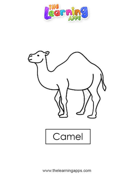 Camel