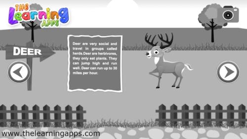 Deer