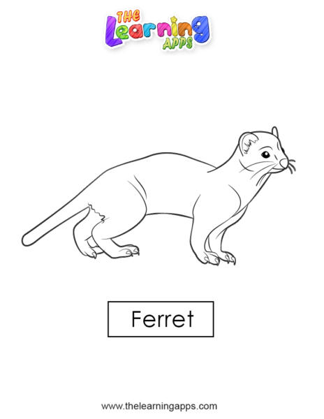 ferret 03